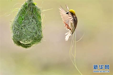 鸟筑巢吉兆|「鳥築巢吉兆」：寓意新居興旺發財，取諧音「鳥」與「褔」相同。